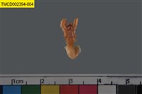 藏品(寄居蟹)的圖片